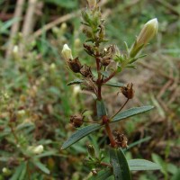 Limnophila indica (L.) Druce